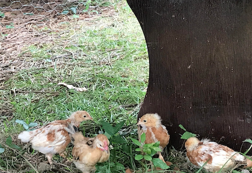 養雞的時候，要幾公幾母比較好呢？