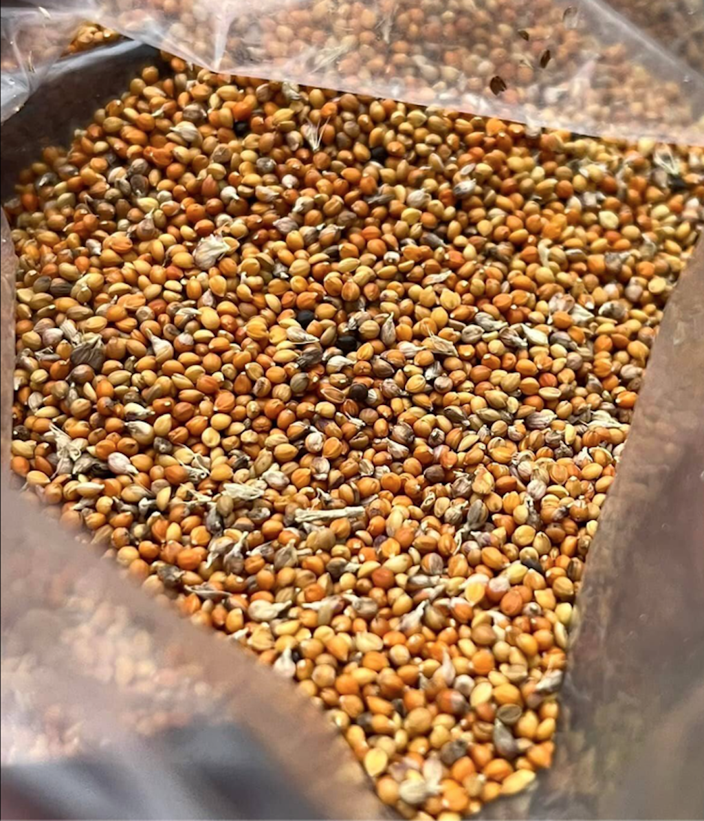 金光小米的種植