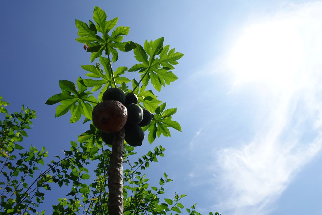 因應，夏季的熱與蚊蟲叮咬