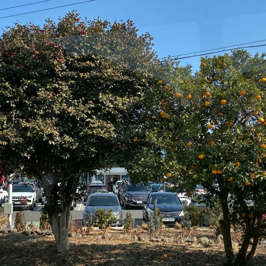 這幾天我們在濟州島