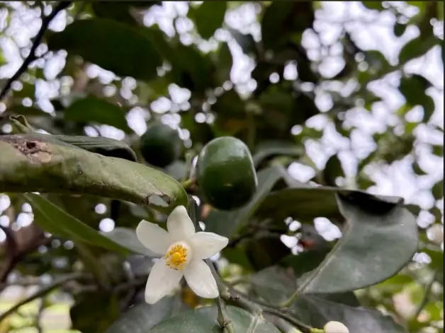 是什麼殺死了果樹？