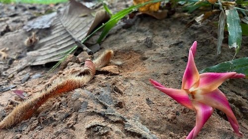 寧聽樹的聲音｜關於 Ellejana