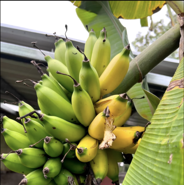 春日的豐盛-採收垂落的桑葚與芭蕉