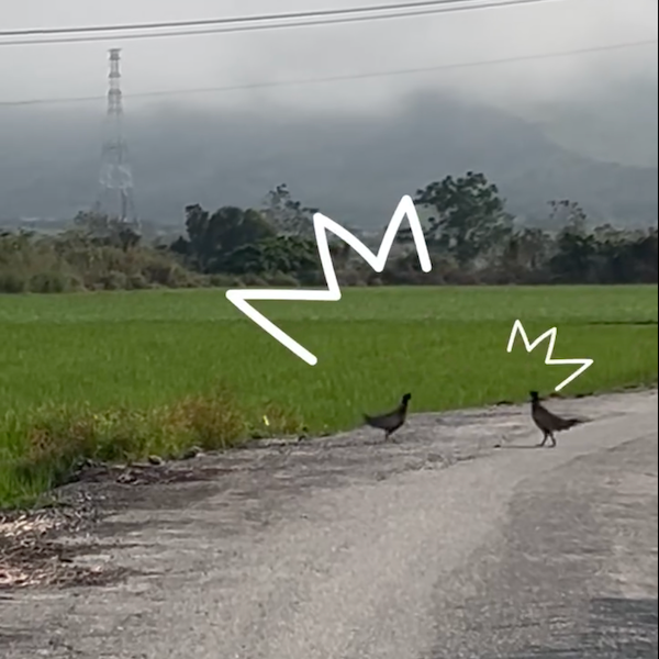 聆聽土地的聲音：用樸門8維觀察買一塊土地