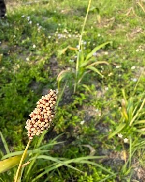 謝謝 Meishu-sama 岡田吉茂先師  </br> 岡田茂吉先師に、心より感謝申し上げます