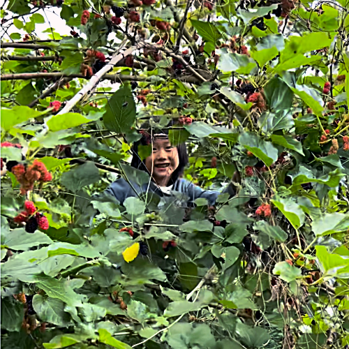 樸門小孩的日常：在大自然中長大的孩子