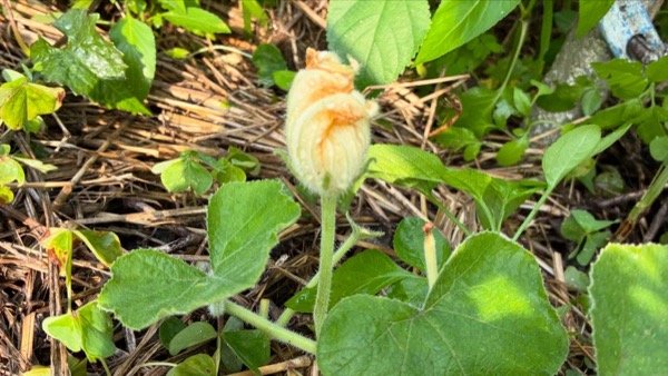 穀雨之後——放手種植，任自然揀選