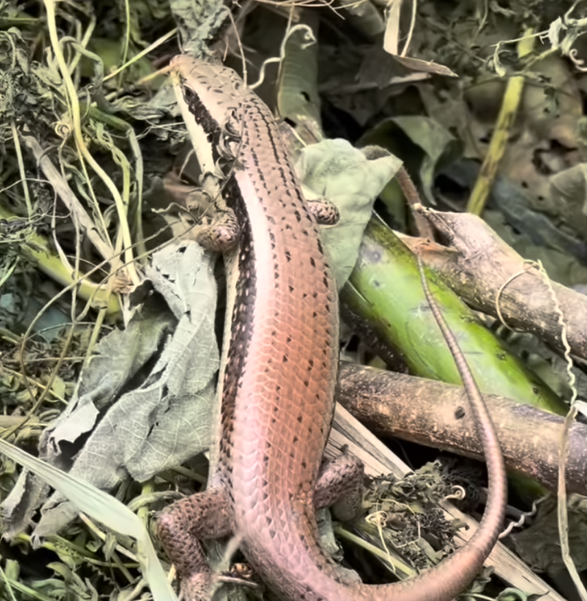 跟石龍子一起工作