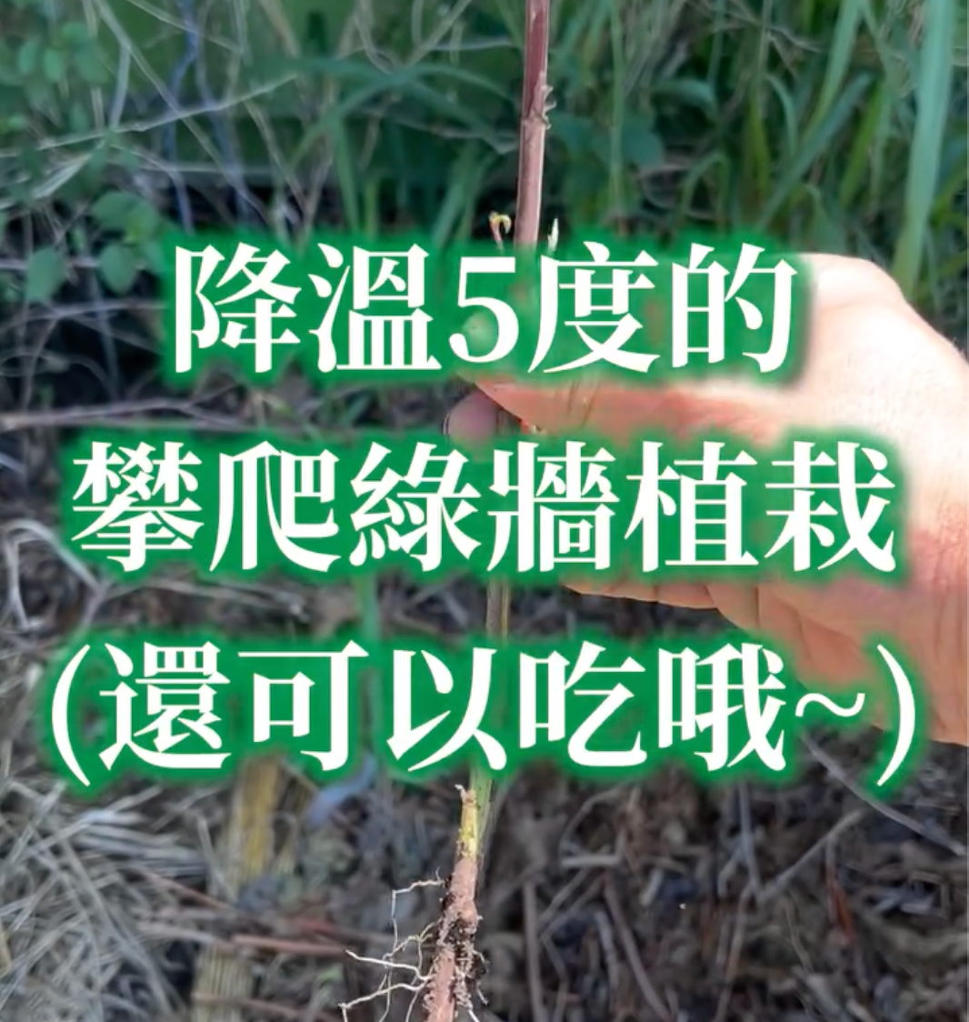這幾天真的超級熱，不知道大家是怎麼降溫的呢？