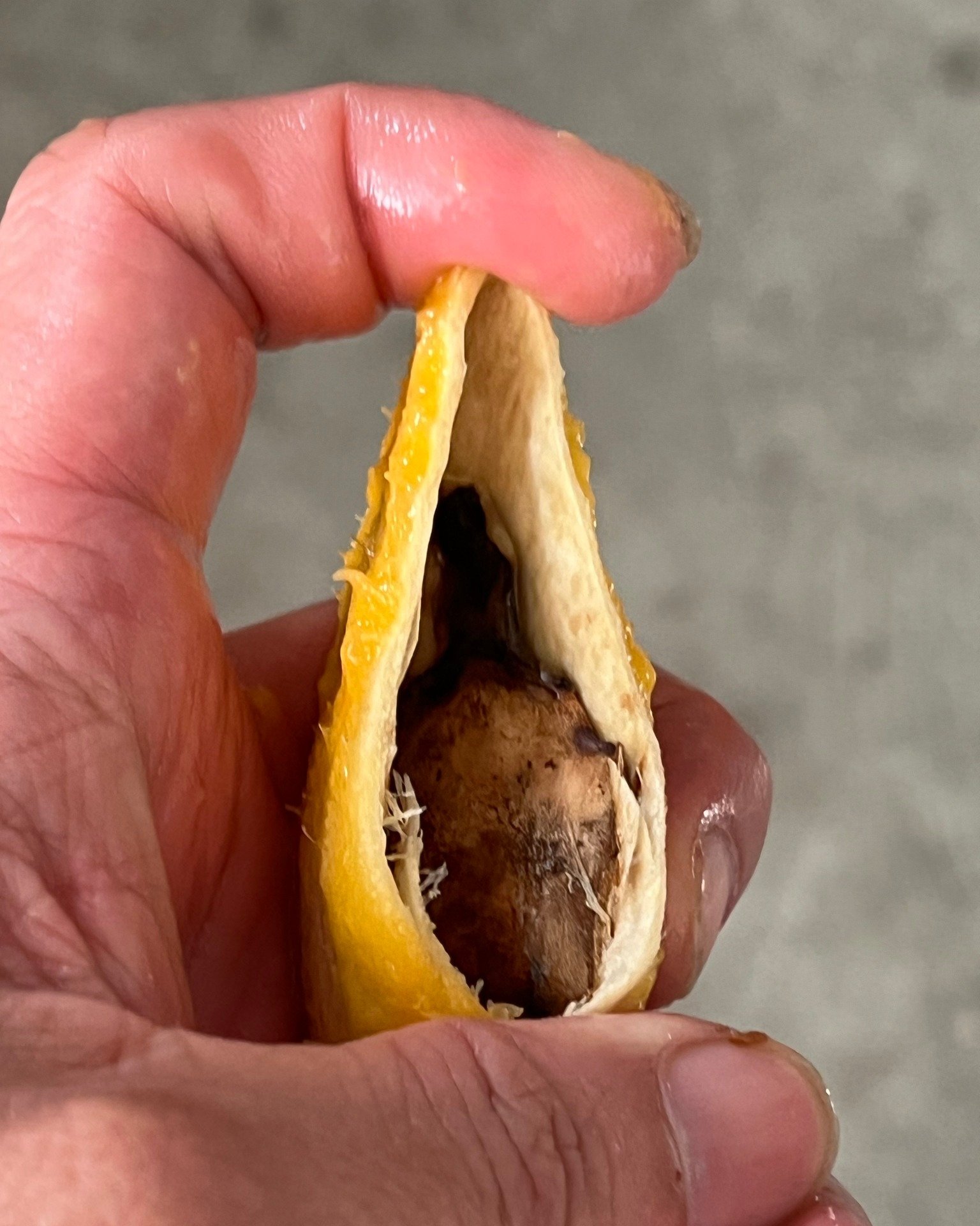 我們的下一步！深化留種與保種的種籽心家計畫