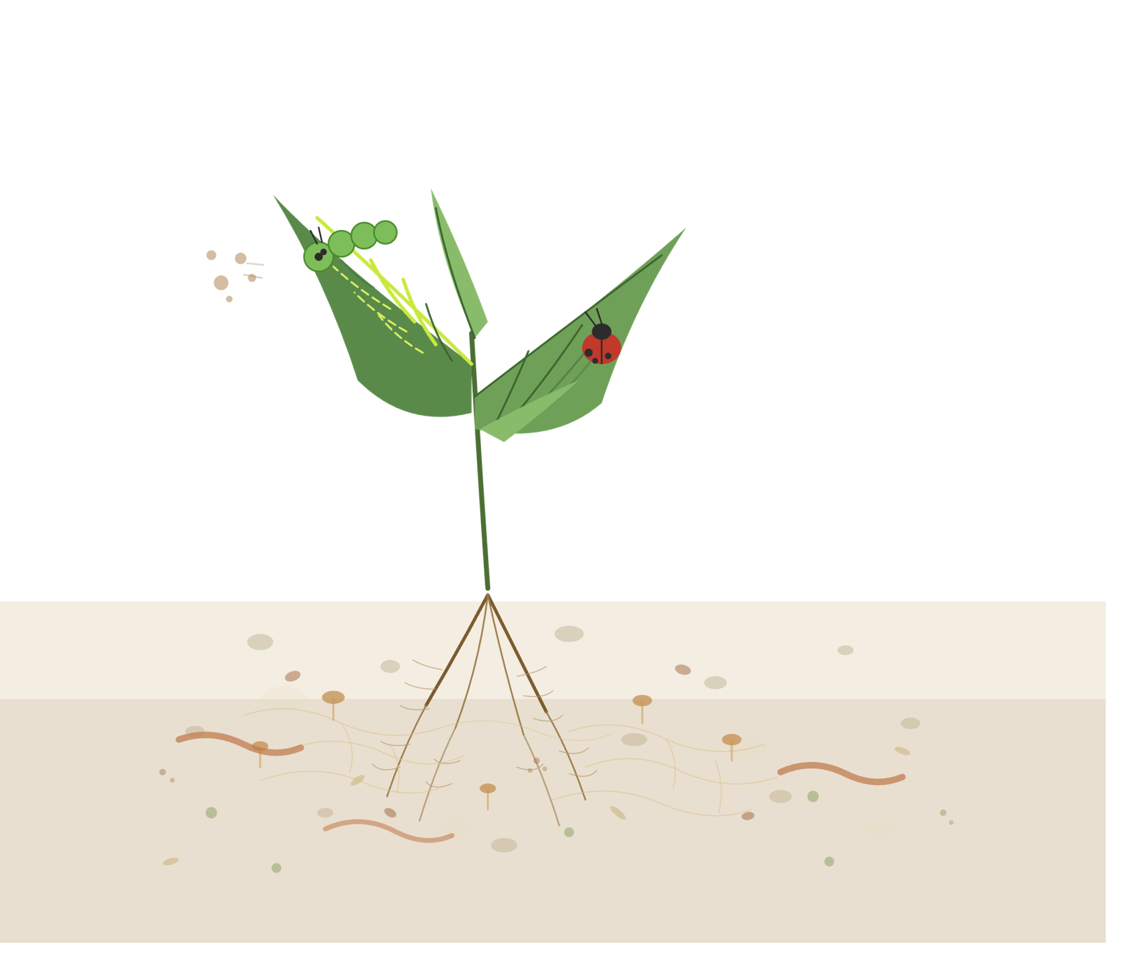 【植物的免疫系統 — 這篇文章會很長】