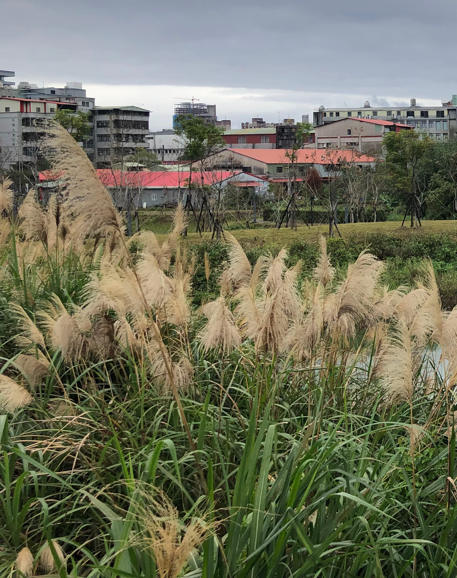 從荒地到樹林：芒草與茅草的先鋒接力賽