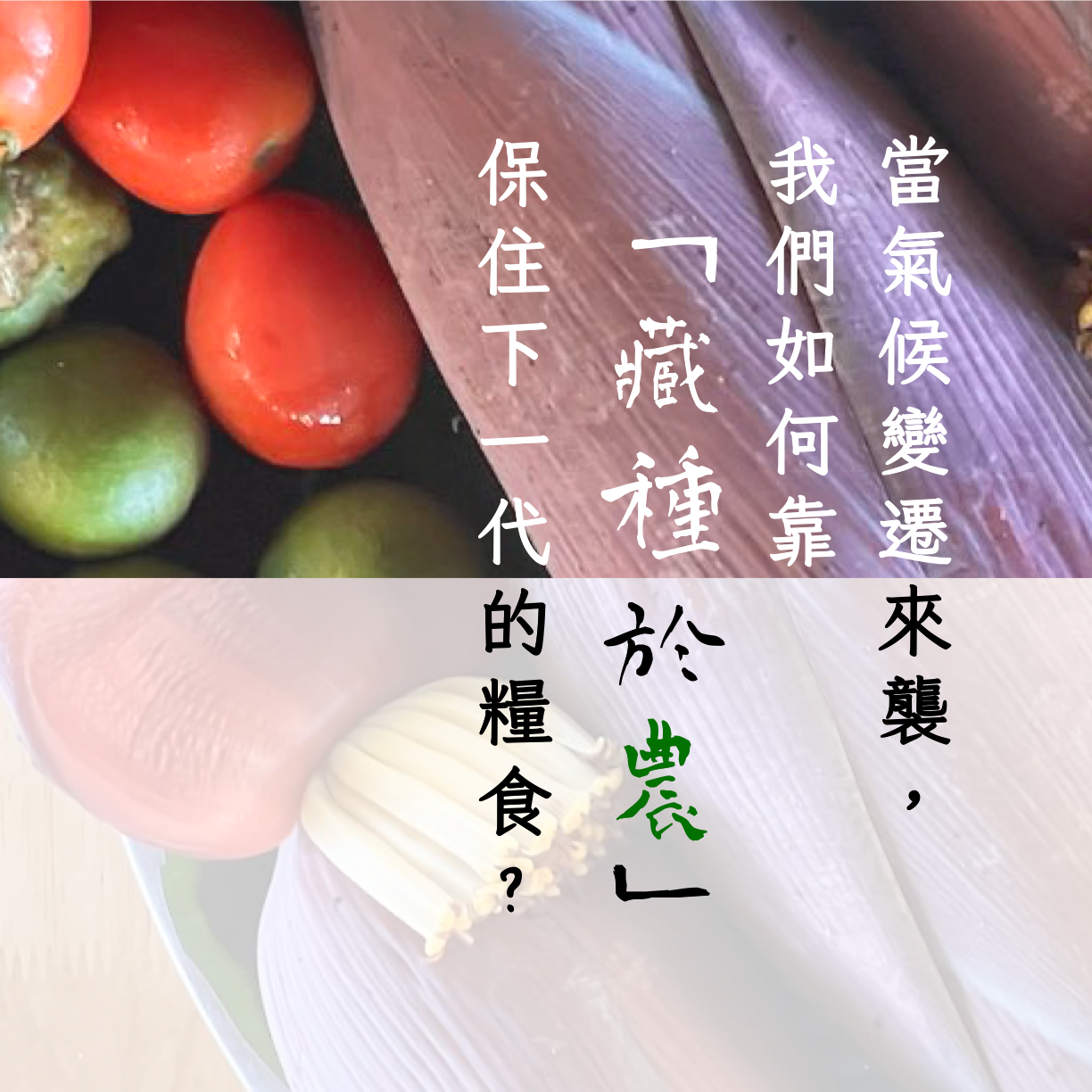 氣候變遷來襲．如何靠「藏種於農」保住下一代的糧食？